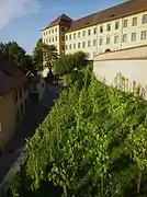 Vigne dans le jardin de l'abbaye de Weingarten.