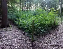 Enclos-exclos destiné à surveiller l’impact du gibier herbivore en forêt — noter l’absence de régénération naturelle hors de l’enclos.