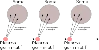 Schéma : le "plasma germinatif" se transmet de génération en génération (trois générations représentées dans le schéma), la transfert du plasma germinatif vers le soma (le reste du corps) est à sens unique.