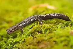 Description de l'image Weller's salamander on plants.jpg.