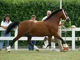 Poney Welsh de type cob bai, au trot