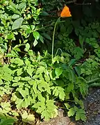 Fleur et feuillage de Meconopsis cambrica.