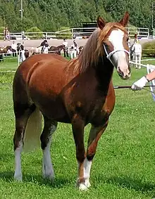 Welsh de type cob