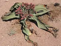 Welwitschia mirabilis (Gnetophyta)