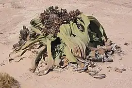 Le « fossile vivant » Welwitschia mirabilis - Welwitschiaceae