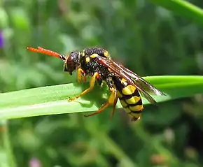 Cette Nomada succincta est bien une abeille, malgré sa ressemblance avec les guêpes.