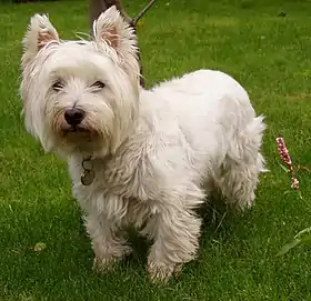 Un West Highland white terrier