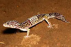 Description de l'image West Indian leopard gecko Eublepharis fuscus by Krishna Khan Amravati.jpg.
