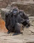 Gorille des plaines de l'ouest, femelle et petit.