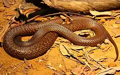 Description de l'image Western Brown snake.jpg.