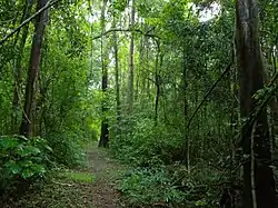 Parc national d'Ankarafantsika, forêt décidue sèche