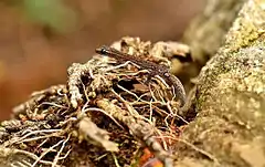 Description de l'image Western Ghat Worm Gecko.jpg.