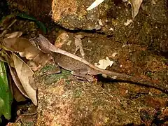 Description de l'image Western Ghats Kangaroo Lizard.jpg.