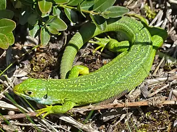 Le Lézard vert occidental