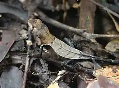 Description de l'image Western Leaf Lizard (Stenocercus fimbriatus).jpg.