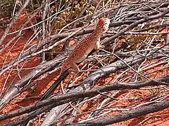 Description de l'image Western Netted Dragon, Uluru.jpg.