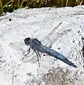 Erythemis collocata mâle