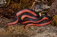 Description de l'image Western Worm Snake (Carphophis vermis).jpg.