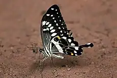 Papilio menestheus, ailes repliées