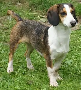 Basset de Westphalie