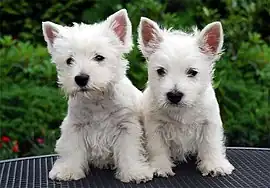 Chiots West Highland White Terrier