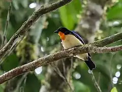 Description de l'image Wetmorethraupis sterrhopteron - Orange-throated Tanager (cropped).jpg.