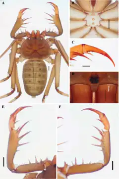 Description de l'image Weygoldtia consonensis (10.5852-ejt.2021.772.1505) Figure 151.png.