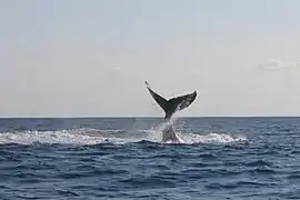 Baleine à bosse à Mohéli.