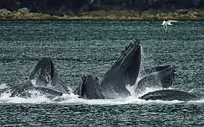 Plusieurs baleines chassant avec cette technique.