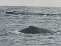 Baleines près de la Pointe Denis.