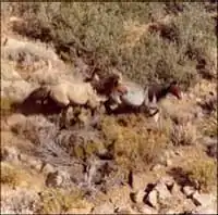 Mustangs dans les monts Cerbat