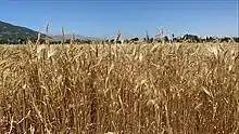 Champ de céréales dans une plaine.