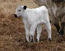 jeune veau blanc à mufle, oreilles et tour de yeux noirs