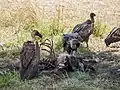 Des vautours africains (Gyps africanus), sur la carcasse d'un gnou.