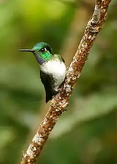 Description de l'image White-bellied Mountain-gem (Oreopyra hemileucus).jpg.