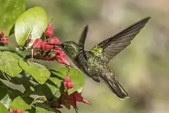 Description de l'image White-bellied emerald (Chlorestes candida candida) in flight Peten.jpg.