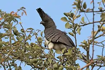 Touraco à ventre blanc(Corythaixoides leucogaster),Somali-Masai.