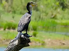 Parc national Kruger, Afrique du Sud