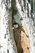 Un adulte sortant un sac fécal du nid.