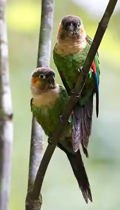 Description de l'image White-breasted Parakeets (Pyrrhua albipectus).jpg.