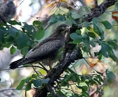 Description de l'image White-eyed Buzzard (Butastur teesa) in Kawal WS, AP W IMG 2034.jpg.