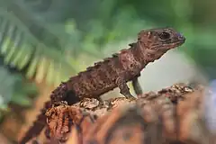 Description de l'image White-eyed crocodile skink (Tribolonotus novaeguineae).jpg.