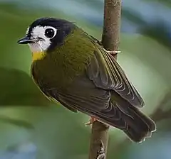 Description de l'image White-faced Robin (cropped).jpg.