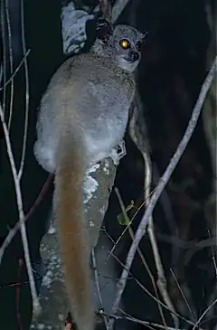 Description de l'image White-footed Sportive Lemur (Lepilemur leucopus) (9598840071).jpg.
