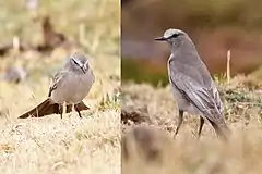 Description de l'image White-fronted Ground-tyrant.JPG.