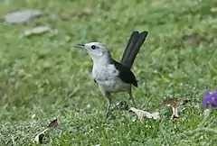 Description de l'image White-headed Wren.jpg.