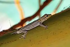 Description de l'image White-headed dwarf gecko.jpg.