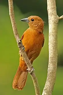 Petit oiseau élancé ocre sur une branche.