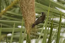 Lonchura striata sur un nid abandonné