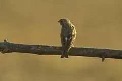 Description de l'image White-rumped Seedeater - Gambia (32270398890).jpg.